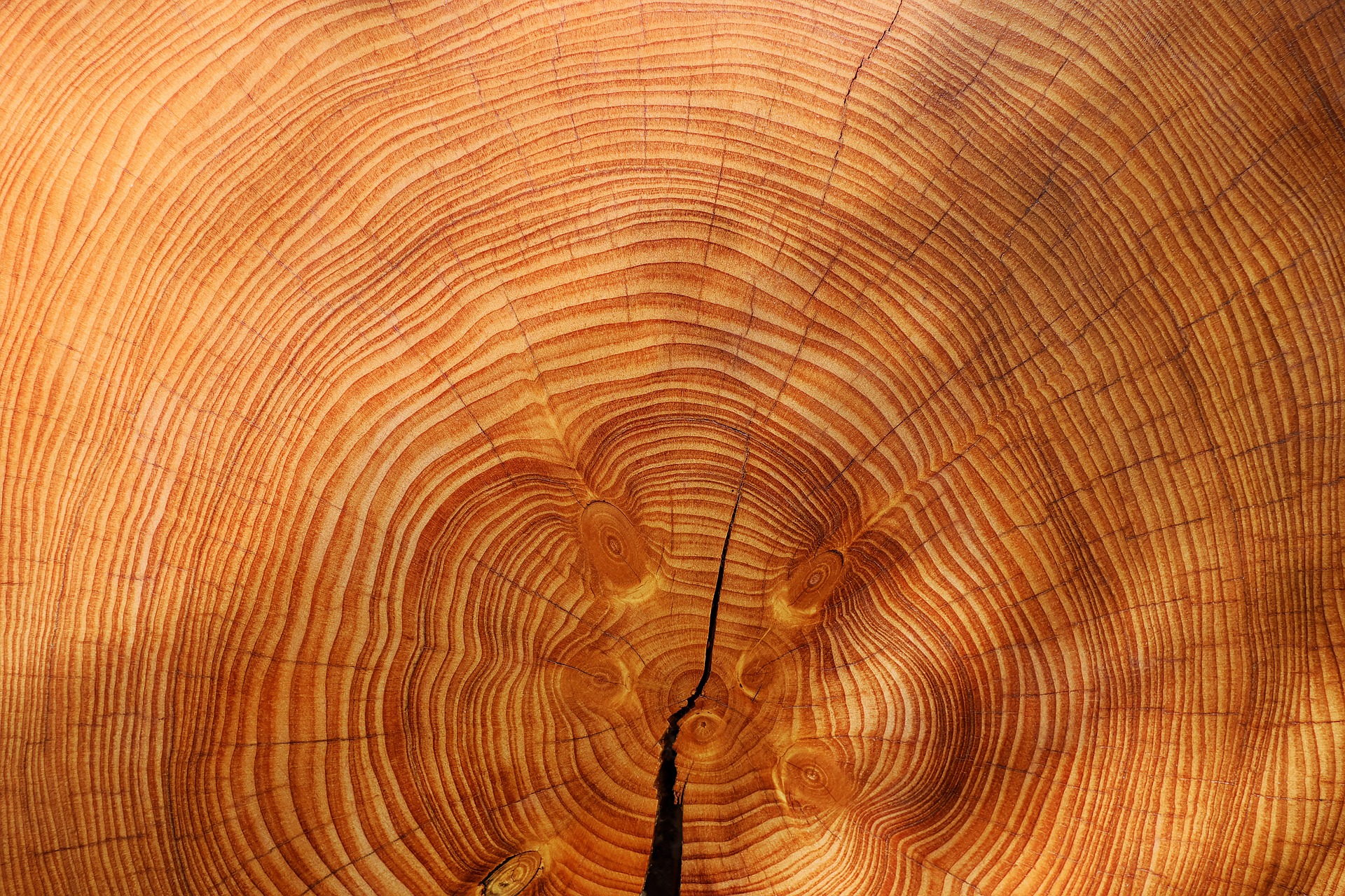Как защитить древесину от разрушения?